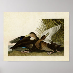 Bord 302 Dusky Duck Vogels van Amerika Poster