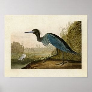Bord 307 Blue Crane of Heron Amerikaanse vogel Poster