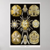 Bord 30 Echinide Poster (Voorkant)