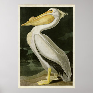 Bord 311 Amerikaanse witte pelikaan Poster