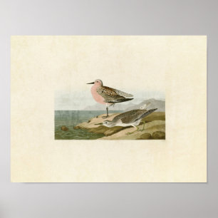 Bord 315 RoodborstSandpiper Poster