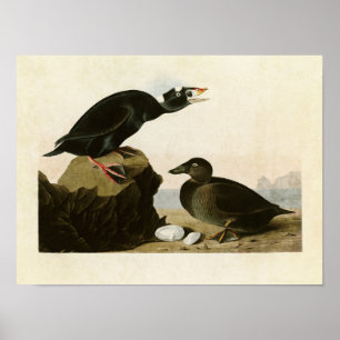 Bord 317 Zwart of Surf Duck Vogels van Amerika Poster