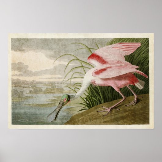 Bord 321 | Roseate Spoonbill | Vogels van Amerika Poster (Voorkant)