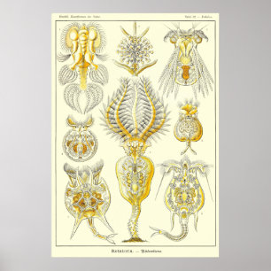 Bord 32 Rotatoria Poster