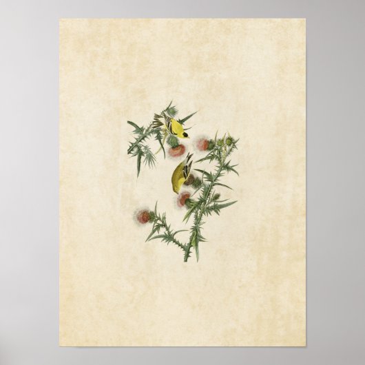 Bord 33 | Amerikaanse Goldfinch | Vogels van Ameri Poster (Voorkant)