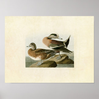 Bord 345 | Amerikaanse breedband | Vogels van Amer Poster