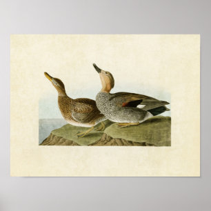 Bord 348   Gadwall Duck   Vogels van Amerika Poster