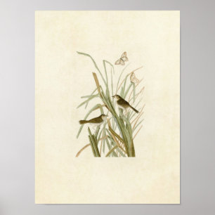 Bord 355   Finch van MacGillivray Poster