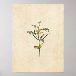Bord 35 Kinderverwarmingsapparaat Vogels van A Poster