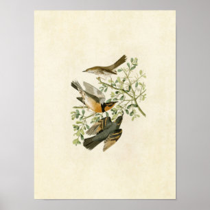 Bord 369 Mountain Mockingbird & Variate Thrush Poster
