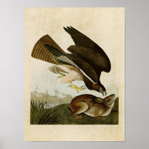 Bord 372 Common Buzzard Vogels van Amerika Poster