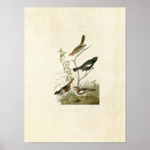 Bord 390   Lark Finch, Prairie Finch & Sparrow Poster