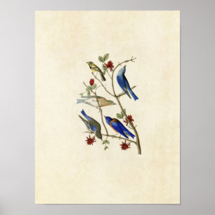 Bord 393   Townsend's Warbler & Bluebird Poster