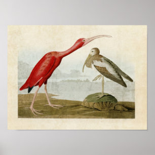 Bord 397   Scarlet Ibis   Vogels van Amerika Poster
