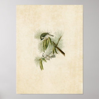 Bord 39 | Crested Titmouse | Vogels van Amerika Poster