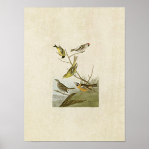 Bord 400 Siskin, Redpoll, Tanager en Finch Poster
