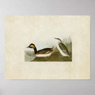 Bord 404 | Gootkaan | Vogels van Amerika Poster