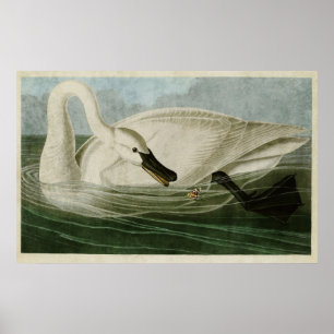 Bord 406   Trumpeter Swan   Vogels van Amerika Poster