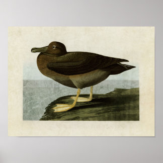Bord 407 | Dusky Albatros | Vogels van Amerika Poster