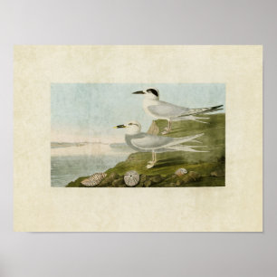 Bord 409 Tern en Tern van Havell Poster