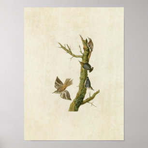 Bord 415   Bruine Creeper en Californisch Nuthatch Poster