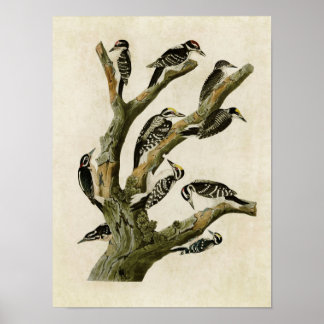 bord 417 | Assorberende Woodpeckers Poster