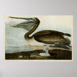 Bord 421 Bruin Pelican Vogels van Amerika Poster