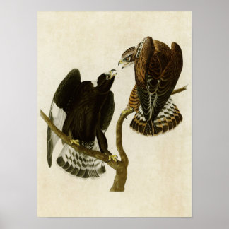 Bord 422 | Ruwleggende valk | Vogels van Amerika Poster