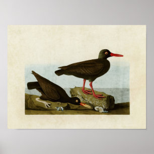 Bord 427 Geassorteerde oestercatcher Poster