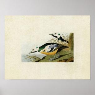 Bord 429   Western Duck   Vogels van Amerika Poster