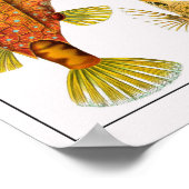 Bord 42. Ostraciontes. Poster (Hoek)