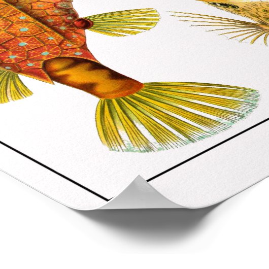 Bord 42. Ostraciontes. Poster (Hoek)