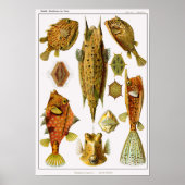 Bord 42. Ostraciontes. Poster (Voorkant)