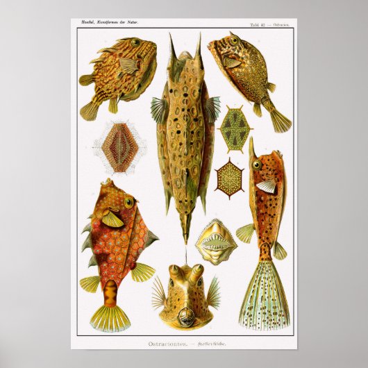 Bord 42. Ostraciontes. Poster (Voorkant)