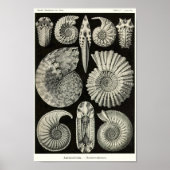 Bord 44 Ammonitida. Poster (Voorkant)