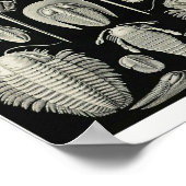 Bord 47. Aspidonia. Poster (Hoek)