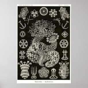 Bord 50. Thuroidea. Poster