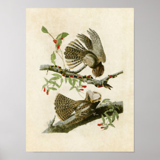 Bord 52 | Chuck-Will's-weduwe | Vogels van Amerika Poster