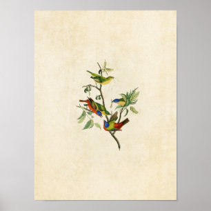 Bord 53   Gedopte vink   Vogels van Amerika Poster