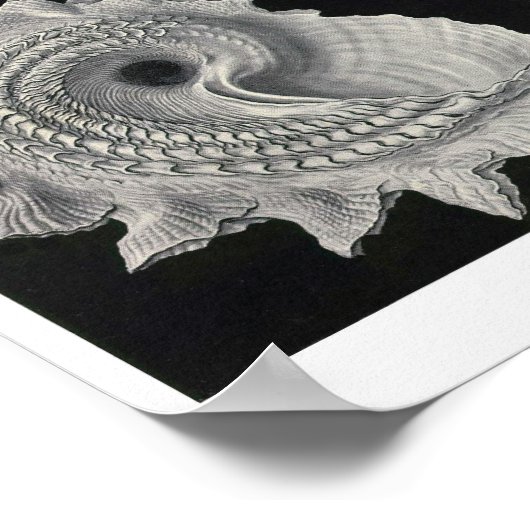 Bord 53. Prosobranchia. Poster (Hoek)