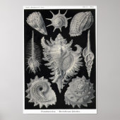 Bord 53. Prosobranchia. Poster (Voorkant)