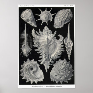 Bord 53. Prosobranchia. Poster