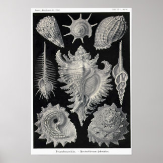 Bord 53. Prosobranchia. Poster