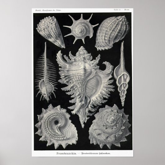 Bord 53. Prosobranchia. Poster (Voorkant)