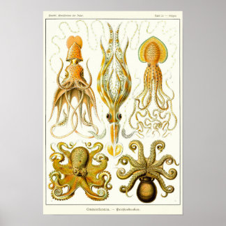 Bord 54. Gamochonia. Poster