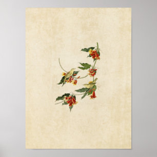 Bord 65   Rathbone Warbler   Vogels van Amerika Poster