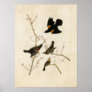 Bord 67   Roodvleugelvleugel of Marsh Blackbird Poster