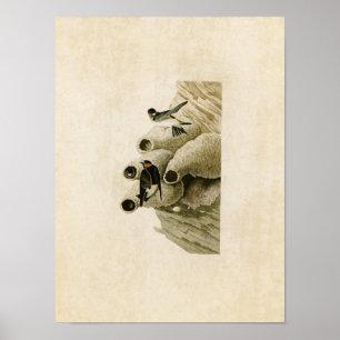 Bord 68 Republican of Cliff Swallow Poster