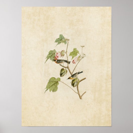 Bord 69 | Baai-gebrande Warbler | Vogels van Ameri Poster (Voorkant)