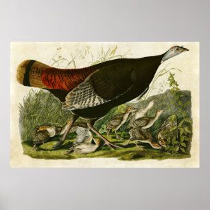 BORD 6   Wilde Turkije   Vogels van Amerika Poster